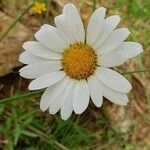 Leucanthemopsis alpinaFlower