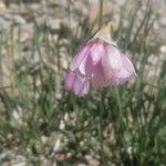 Allium narcissiflorum Flower