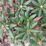 Rhododendron degronianum Blatt