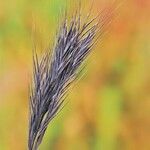 Bromus rubens ফল