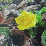 Potentilla aurea Цветок