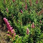 Spiraea douglasii Costuma