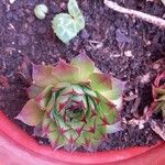 Sempervivum tectorumFolha