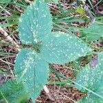 Anemonoides trifolia Leaf