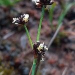 Juncus alpinoarticulatus Květ