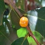 Maytenus ilicifolia Φρούτο