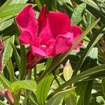 Nerium oleander 花