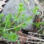 Galium glaucum Feuille