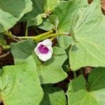 Ipomoea batatasFlower