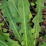 Leontodon tuberosus Hoja