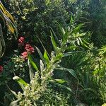 Echium italicum Habitus