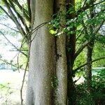 Zelkova carpinifolia Bark