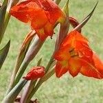 Gladiolus dalenii Blomst