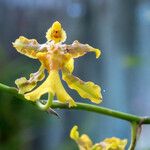 Oncidium baueri Çiçek