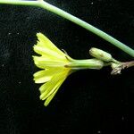 Launaea procumbens Celota