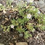 Spergularia rubra Flower