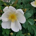 Rosa spinosissima 花