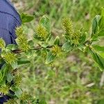 Salix pentandra Blomst