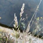 Poa compressa Flower