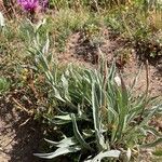 Centaurea uniflora Habit