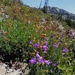 Penstemon azureus Hábito