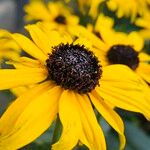 Rudbeckia fulgida Virág