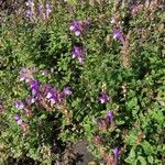 Scutellaria alpina Flower