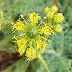 Ruta angustifolia Flower