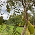 Jacaranda cuspidifolia Hoja