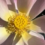 Nelumbo nucifera Flower