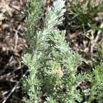 Artemisia frigida Blatt