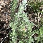 Artemisia frigida Leaf