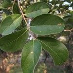 Combretum zeyheri Lapas