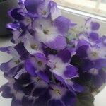 Streptocarpus ionanthus Flor