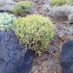 Euphorbia aphylla Hábito