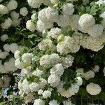 Viburnum macrocephalum 花