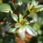 Rhododendron ferrugineum Blatt