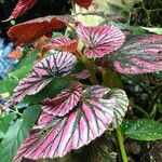 Begonia brevirimosa Habit