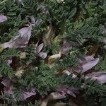 Astragalus sempervirens 花