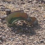 Welwitschia mirabilis Blatt