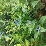 Salvia patens Flor