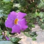 Thunbergia erectaপাতা