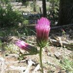 Cirsium andersonii Flor