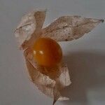 Physalis peruviana Froito