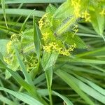 Cruciata laevipes Blatt