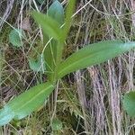 Pseudorchis albida Blatt