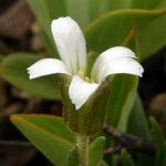 Minuartia obtusiloba Flower