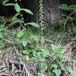 Epipactis atrorubens Habitat