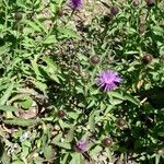 Centaurea nigra 整株植物