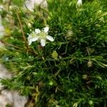 Moehringia ciliata Flower